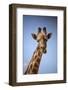 Giraffe (Giraffa camelopardalis angolensis), Kgalagadi Transfrontier Park, South Africa-David Wall-Framed Photographic Print