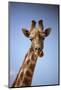 Giraffe (Giraffa camelopardalis angolensis), Kgalagadi Transfrontier Park, South Africa-David Wall-Mounted Photographic Print