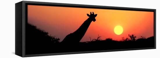 Giraffe (Giraffa Camelopardalis) at Sunset, Etosha National Park, Namibia-null-Framed Stretched Canvas