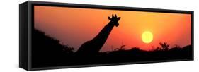 Giraffe (Giraffa Camelopardalis) at Sunset, Etosha National Park, Namibia-null-Framed Stretched Canvas