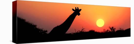 Giraffe (Giraffa Camelopardalis) at Sunset, Etosha National Park, Namibia-null-Stretched Canvas