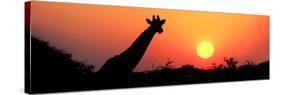 Giraffe (Giraffa Camelopardalis) at Sunset, Etosha National Park, Namibia-null-Stretched Canvas