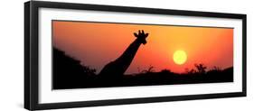 Giraffe (Giraffa Camelopardalis) at Sunset, Etosha National Park, Namibia-null-Framed Premium Photographic Print