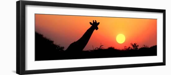 Giraffe (Giraffa Camelopardalis) at Sunset, Etosha National Park, Namibia-null-Framed Premium Photographic Print