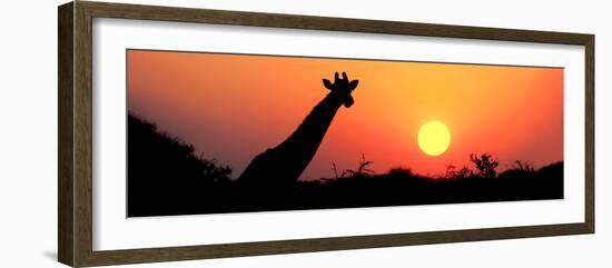 Giraffe (Giraffa Camelopardalis) at Sunset, Etosha National Park, Namibia-null-Framed Photographic Print