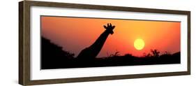 Giraffe (Giraffa Camelopardalis) at Sunset, Etosha National Park, Namibia-null-Framed Photographic Print