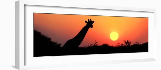 Giraffe (Giraffa Camelopardalis) at Sunset, Etosha National Park, Namibia-null-Framed Photographic Print