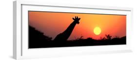 Giraffe (Giraffa Camelopardalis) at Sunset, Etosha National Park, Namibia-null-Framed Photographic Print