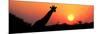 Giraffe (Giraffa Camelopardalis) at Sunset, Etosha National Park, Namibia-null-Mounted Photographic Print