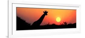 Giraffe (Giraffa Camelopardalis) at Sunset, Etosha National Park, Namibia-null-Framed Photographic Print