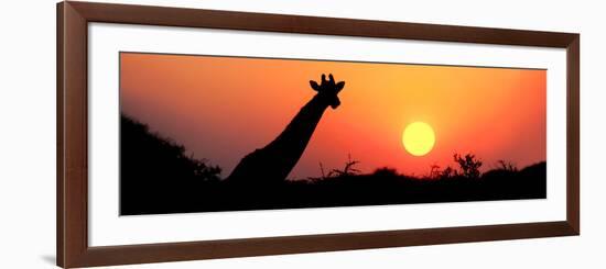 Giraffe (Giraffa Camelopardalis) at Sunset, Etosha National Park, Namibia-null-Framed Photographic Print