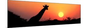 Giraffe (Giraffa Camelopardalis) at Sunset, Etosha National Park, Namibia-null-Mounted Photographic Print