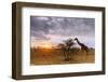 Giraffe (Giraffa camelopardalis) at sunset, Serengeti National Park, Tanzania, East Africa-Christian Kober-Framed Photographic Print