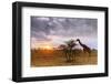 Giraffe (Giraffa camelopardalis) at sunset, Serengeti National Park, Tanzania, East Africa-Christian Kober-Framed Photographic Print