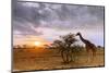 Giraffe (Giraffa camelopardalis) at sunset, Serengeti National Park, Tanzania, East Africa-Christian Kober-Mounted Photographic Print