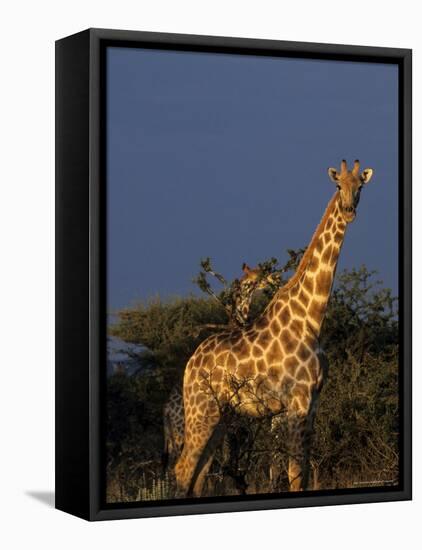 Giraffe, Giraffa Camelopardalis, Erongo Region, Namibia, Africa-Thorsten Milse-Framed Stretched Canvas