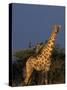 Giraffe, Giraffa Camelopardalis, Erongo Region, Namibia, Africa-Thorsten Milse-Stretched Canvas