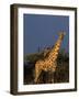 Giraffe, Giraffa Camelopardalis, Erongo Region, Namibia, Africa-Thorsten Milse-Framed Photographic Print