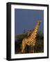 Giraffe, Giraffa Camelopardalis, Erongo Region, Namibia, Africa-Thorsten Milse-Framed Photographic Print
