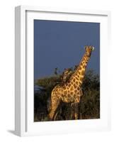 Giraffe, Giraffa Camelopardalis, Erongo Region, Namibia, Africa-Thorsten Milse-Framed Photographic Print