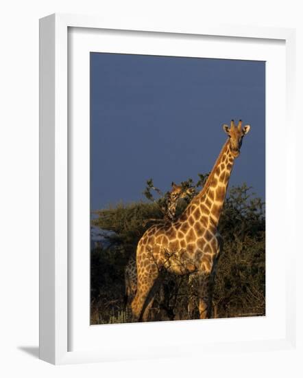 Giraffe, Giraffa Camelopardalis, Erongo Region, Namibia, Africa-Thorsten Milse-Framed Photographic Print