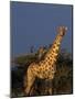 Giraffe, Giraffa Camelopardalis, Erongo Region, Namibia, Africa-Thorsten Milse-Mounted Photographic Print