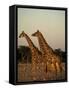 Giraffe, Giraffa Camelopardalis, Etosha National Park, Namibia, Africa-Thorsten Milse-Framed Stretched Canvas