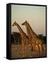 Giraffe, Giraffa Camelopardalis, Etosha National Park, Namibia, Africa-Thorsten Milse-Framed Stretched Canvas