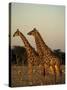 Giraffe, Giraffa Camelopardalis, Etosha National Park, Namibia, Africa-Thorsten Milse-Stretched Canvas