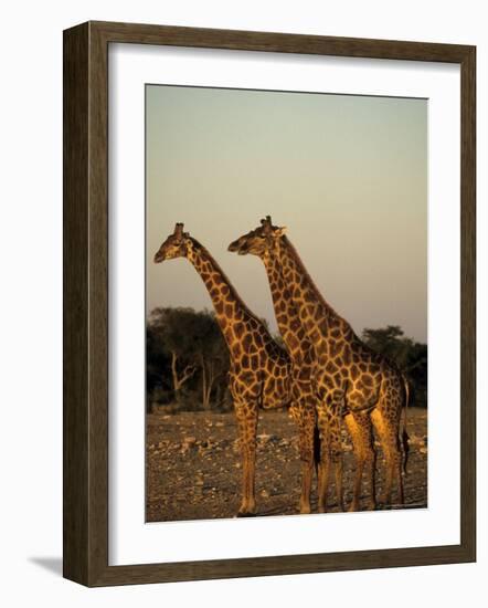 Giraffe, Giraffa Camelopardalis, Etosha National Park, Namibia, Africa-Thorsten Milse-Framed Photographic Print