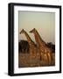 Giraffe, Giraffa Camelopardalis, Etosha National Park, Namibia, Africa-Thorsten Milse-Framed Photographic Print