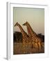 Giraffe, Giraffa Camelopardalis, Etosha National Park, Namibia, Africa-Thorsten Milse-Framed Photographic Print