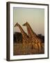 Giraffe, Giraffa Camelopardalis, Etosha National Park, Namibia, Africa-Thorsten Milse-Framed Photographic Print