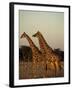 Giraffe, Giraffa Camelopardalis, Etosha National Park, Namibia, Africa-Thorsten Milse-Framed Photographic Print