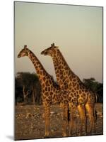 Giraffe, Giraffa Camelopardalis, Etosha National Park, Namibia, Africa-Thorsten Milse-Mounted Photographic Print