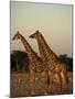 Giraffe, Giraffa Camelopardalis, Etosha National Park, Namibia, Africa-Thorsten Milse-Mounted Photographic Print