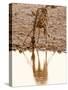 Giraffe (Giraffa Camelopardalis), Etosha National Park, Namibia, Africa-Sergio Pitamitz-Stretched Canvas