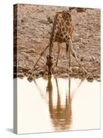 Giraffe (Giraffa Camelopardalis), Etosha National Park, Namibia, Africa-Sergio Pitamitz-Stretched Canvas