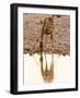 Giraffe (Giraffa Camelopardalis), Etosha National Park, Namibia, Africa-Sergio Pitamitz-Framed Photographic Print