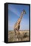 Giraffe (Giraffa Camelopardalis), Etosha National Park, Namibia, Africa-Ann and Steve Toon-Framed Stretched Canvas