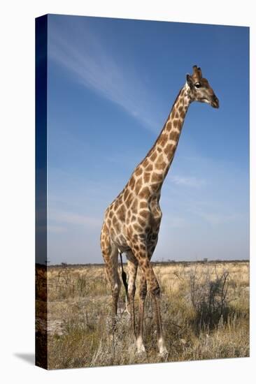 Giraffe (Giraffa Camelopardalis), Etosha National Park, Namibia, Africa-Ann and Steve Toon-Stretched Canvas