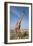 Giraffe (Giraffa Camelopardalis), Etosha National Park, Namibia, Africa-Ann and Steve Toon-Framed Photographic Print