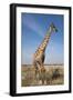 Giraffe (Giraffa Camelopardalis), Etosha National Park, Namibia, Africa-Ann and Steve Toon-Framed Photographic Print