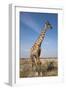 Giraffe (Giraffa Camelopardalis), Etosha National Park, Namibia, Africa-Ann and Steve Toon-Framed Photographic Print