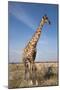 Giraffe (Giraffa Camelopardalis), Etosha National Park, Namibia, Africa-Ann and Steve Toon-Mounted Photographic Print