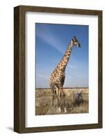 Giraffe (Giraffa Camelopardalis), Etosha National Park, Namibia, Africa-Ann and Steve Toon-Framed Photographic Print