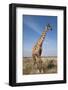 Giraffe (Giraffa Camelopardalis), Etosha National Park, Namibia, Africa-Ann and Steve Toon-Framed Photographic Print