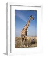 Giraffe (Giraffa Camelopardalis), Etosha National Park, Namibia, Africa-Ann and Steve Toon-Framed Photographic Print