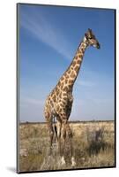 Giraffe (Giraffa Camelopardalis), Etosha National Park, Namibia, Africa-Ann and Steve Toon-Mounted Photographic Print
