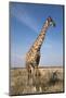 Giraffe (Giraffa Camelopardalis), Etosha National Park, Namibia, Africa-Ann and Steve Toon-Mounted Photographic Print